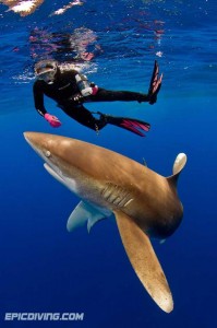 swim with the sharks (diver and shark)