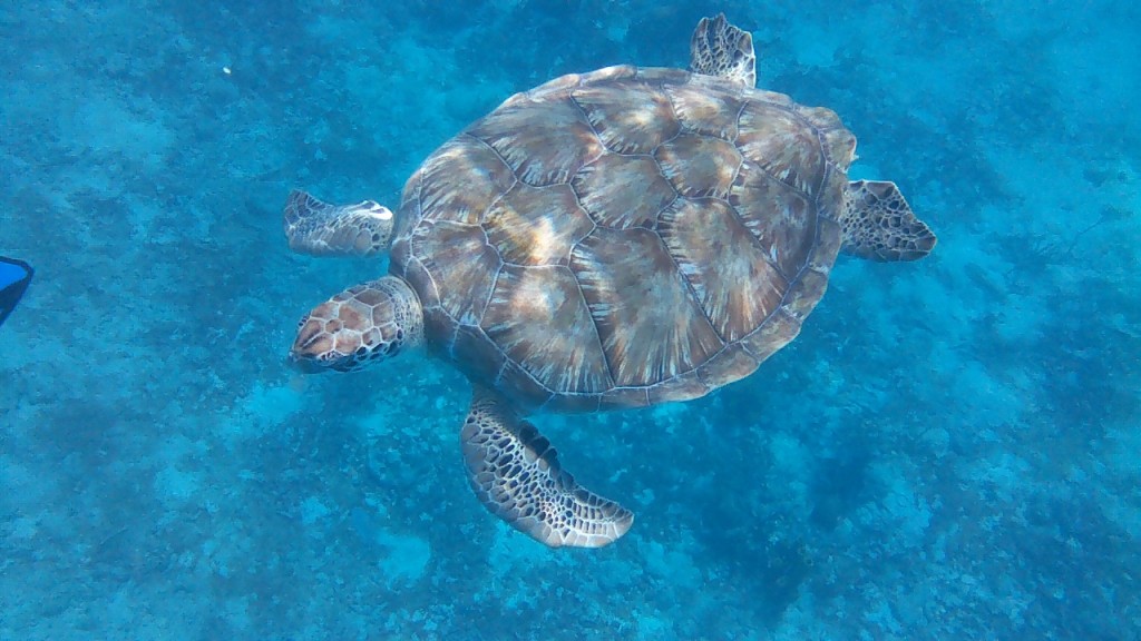 swimming over sea turtles in Barbados... doesn't get much better than that!