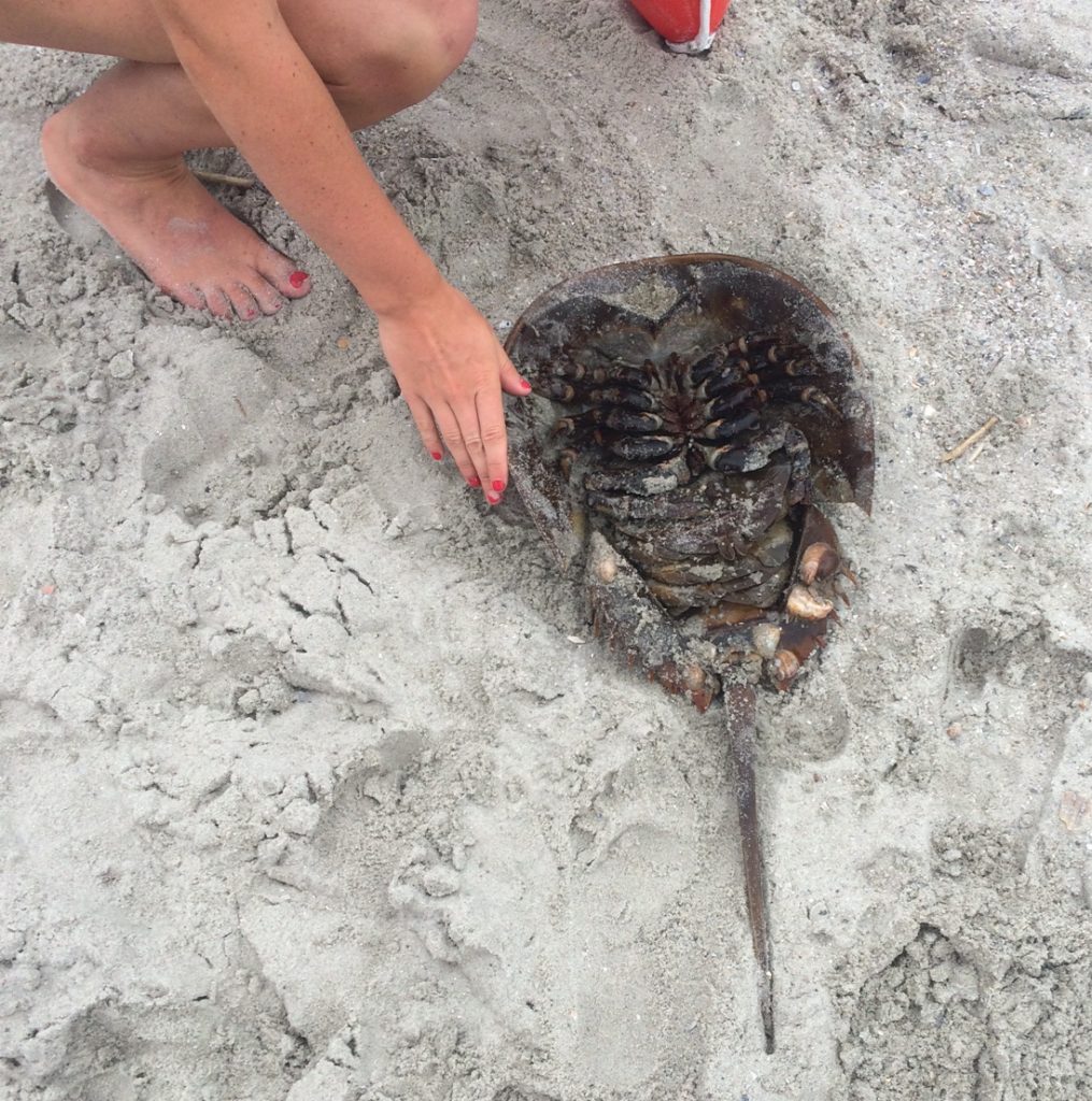 A large Horseshoe Crab washed up during Hurricane Bonnie at Myrtle Beach, SC. Jill named him Thor...